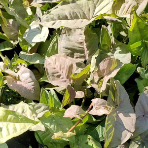 Syngonium Pink Spot เงินไหลมา พิงค์ สปอท เงินไหลมา ชมพูหวาน