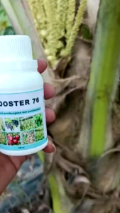BELI 3 GRATIS 1 BOOSTER 76 kemasan 100ml pupuk organik pelebat dan pembesar tanaman buah dan sayur