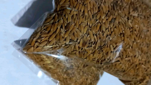 benih padi ketan putih original  1 kg