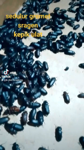 1 gelas kepik ulat hongkong fress (promo)