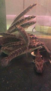 Channa Yellow Sentarum /Ornamental fish/Freshwater/Readystock