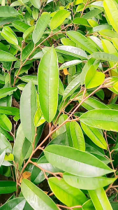 ต้นทุเรียนพวงมณีเสียบยอดแล้วพร้อมลงแปลงปลูกความสูง40-60ชม.ชุด2ต้น