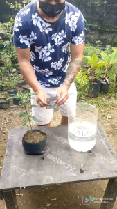 Advanced Nutrients for Vegetable Plants: Big Heavy Healthy Harvests