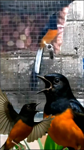 Voer Burung Murai Batu & Makanan Berkualitas Tinggi untuk Burung
