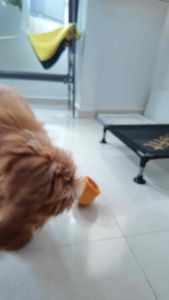 *SG Ready Stock* Pinecone Detachable Dog Toys Leaking Food Ball Treat Dispensing Silicone Interactive