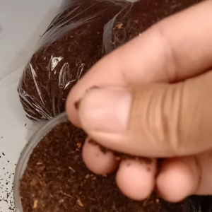 TEH hitam tambi wonosobo//teh hitam kemasan 500gr