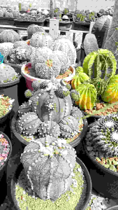 แอสโตรไฟตัม (Astrophytum) ไม้เมล็ด 3.5-5 cm, คลายชนิด คัดหน้าสวยๆ, 3 ต้น, 99 บาท การจัดส่ง ถอดกระถางเคาะดิน, ห่อกระดาษ