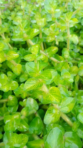 Bacopa Lanigera .tanaman aquascape per 25 batang