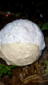 สโตนิกซ์ ตราหมาป่า สารเพิ่มน้ำหนักยาง แข็งตัวไว เนียนสวย ช่วยเพิ่มคุณภาพของขี้ยาง ใช้ผสมกับน้ำกรดเจือจาง จำนวน 10 ถุง ราคาส่ง