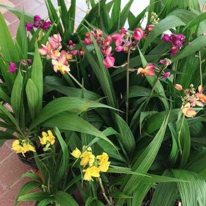 กล้วยไม้ดินใบหมากออกดอกตลอดทั้งปีลำต้นสวยเหมือนมะพร้าวแคระปลูกเลี้ยงง่าย กล้วยไม้ดิน กล้วยไม้ดิน ใบหมาก - Lazada