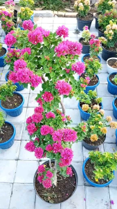 Tanaman Hias Bunga Bougenville ORI merah-Hiasan taman rumah dekorasi taman