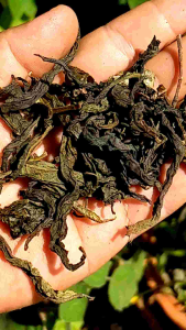 ชาดอยตากแห้ง (รสเข้ม) ดั้งเดิม ขนาด 300 กรัม สินค้าออแกนิคจากผู้สูงอายุในชุมชน