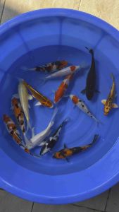 🇯🇵🇲🇾 Japan Bloodline Selected Local Bred Koi 6–8” | 13 PCS Combo Set | RM1988