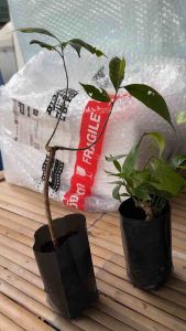 ต้นพันธุ์พริกนายพรานพร้อมปลูกในถุงดำ4“