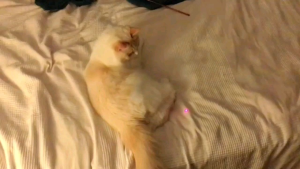 CAT TOYS LASER LED - MAINAN LASER KUCING