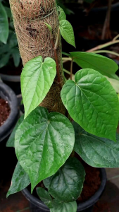 Daun sirih - daun sirih segar - daun sirih hijau segar 1kg