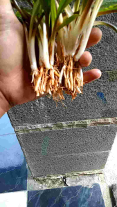 Cryptocorine Spiralis Tanaman Aquascape Hiasan Aquarium Paket 10 Batang