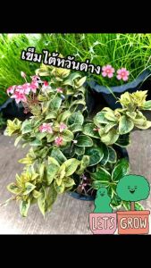 ต้น เข็มไต้หวัน ต้นเข็มใบด่าง  เข็มเศรษฐี ไม้ดอก ไม้ประดับ