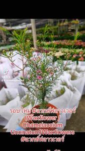 #ไม้นำเข้า #ดอกแวกซ์ #chamelaucium #waxflower #ขายปลีกและส่งต้นไม้ #รมิดาการ์เด้น