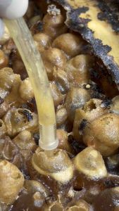 น้ำผึ้งชันโรงแท้100%ขวดขนาดกลาง68กรัม