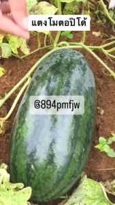 แตงโมตอปิโดเมล็ด บรรจุ 30-40 เมลนำเข้าจากต่างประเทศ ปลูกง่าย หวานมาก