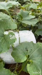 เมล็ดฟักหอมเมล็ดเมล็ดแท้นำเข้าลูดใหญ่