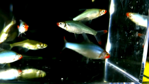 Rummy Nose Tetra/ Sawbwa Barb / 红头剪刀尾 PAIR (2Pcs)