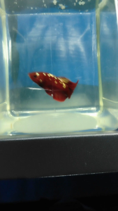 (Same as photo) Rgg(red gold galaxy) Betta Fish Ikan Laga Show Gred Size S+