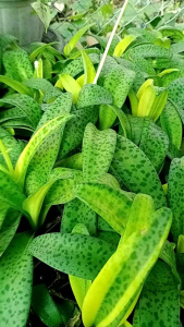 ต้นรวยไม่เลิกด่างเหลือง กระถาง 4 นิ้ว