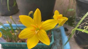 ฆ.หัวดอกบัวดิน Midas Touch หัวละ 20 บาท ดอกหอม