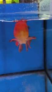 Long tail ORANDA GOLDFISH 15/16cm RM268 per fish