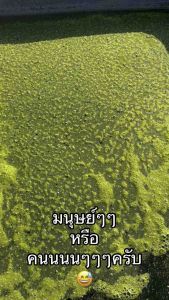 ชุดทำน้ำเขียว อามิอามิ ทำน้ำเขียว 60-90 ลิตร ไรแดงมาโครโคปา ไรแดงเทศ ไรแดงสยาม macrocopa น้ำเขียวเลี้ยงไรแดง น้ำเขียว