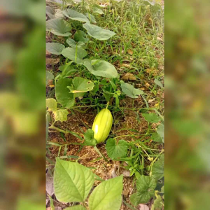 BENIH TIMUN SURI HIJAU (KEMASAN ORIGINAL)