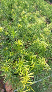 Maki Plant (Podocarpus macrophyllus)