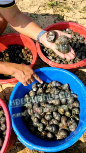 ต้นตำรับ หอยขมยักษ์รัตนะ 4-6 เดือน (6 แถม 1 ตัว) สายพันธุ์แท้ 100% จากฟาร์มสวนเกษตรนานาพันธุ์