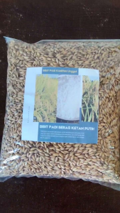Bibit Ketan Putih Lokal Unggul 3Kg – Cocok untuk Sawah & Ladang