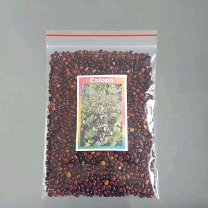 Calopogonium 1500 Seeds Forage Grass Seeds Calopo