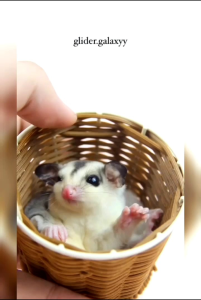 SANGKAR MANGKOK ANYAM TEMPAT TIDUR HAMSTER - SUGARGLIDER - BURUNG