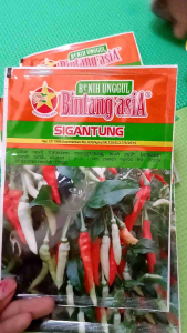 BENIH CABAI/CABE SIGANTUNG BINTANG ASIA 10g