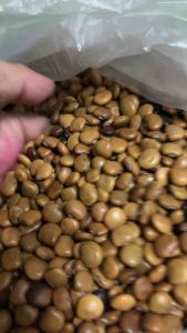 Singkamas seeds/ turnip seeds new harvest seeds for planting (1 kilo)