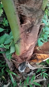 pelepah kelapa tangkai kelapa ukuran 30cm masih basah