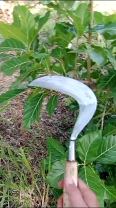 Sabit Arit Rumput dan Ranting Baja asli anti copot