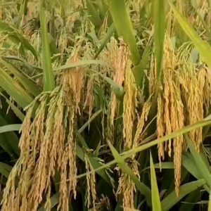 BENIH PADI KEMASAN 1KG TAILAND JUMBO SUPER Rice Seeds Packaged 1kg Thailand Jumbo Super