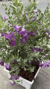 นิออนใบเงินไม้แดดดอกมีสีม่วงส่งพร้อมกระถางสีขาวทรงสี่เหลี่ยม