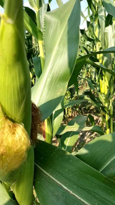 MURAH!! 300 BENIH BIJI JAGUNG MANIS MADU