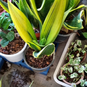 ต้นลิ้นมังกรโกลเด้นเฟรม ไม้ฟอกอากาศ สวย ในกระถาง1ต้น