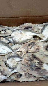 ikan asin KEPALA BATU GULAMA BELAH 1 kg