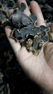 Ngải đen( gừng đen)