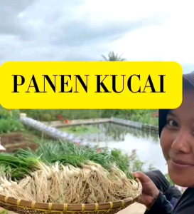 15 BUTIR BIJI/BENIH DAUN BAWANG KUCAI CHIEVES