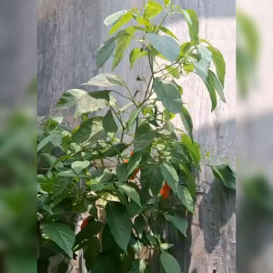 5 BIJI BENIH CABE PORNO/PETER PEPPER ORANGE